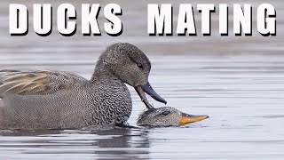 BIRDS LOVE  mating ducks in water GADWALL [upl. by Dorr]