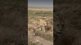 Lion baby crying for mother animalsvideosnatureanimal [upl. by Blackman459]