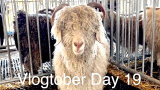 Rhinebeck  New York Sheep and Wool  Vlogtober Day 19 [upl. by Heathcote]