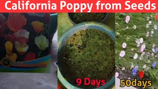 How to grow California Poppy Flower From Seeds  पॉपी को बीज से कैसे लगाएं  Winter Season Flowers [upl. by Eniad]