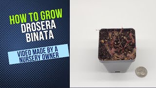 How to Grow and Propagate Drosera Binata Carnivorous Plant Grow Guide [upl. by Kelda]