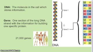 DNA Genes Chromosomes [upl. by Illehs961]