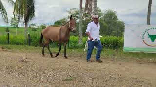 LOTE 136 Feria Equina 2 subasta Santa Clara [upl. by Salokin]