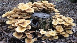 Foraging Edible Honey Mushrooms  Identifying and Cooking Armilleria Mellea [upl. by Ardnalac]