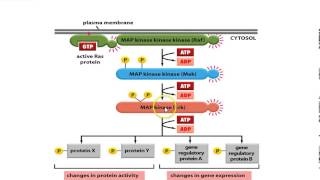 Receptor Tyrosine Kinase [upl. by Ellehctim]