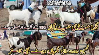 Bakra Mandi Hyderabad  today updates  bakra Eid 2025  Goat milking  date 18092024 [upl. by Ridglea]