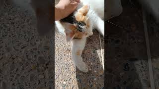 lechat 😍😻🐈🐈‍⬛ ماشاء الله 💞 سبحان الله [upl. by Tran]