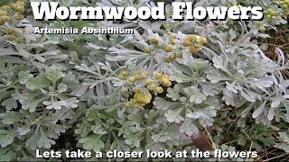 Artemisia absinthium flowers [upl. by Tiena]