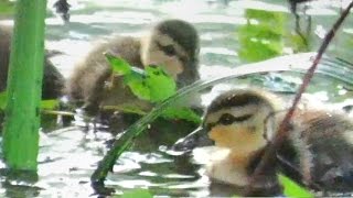 Cute Baby Mottled Ducks [upl. by Alekat29]