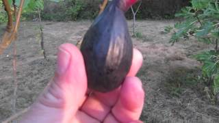 How to Tell When a Fig Is Ripe and Ready to Pick [upl. by Ynes386]