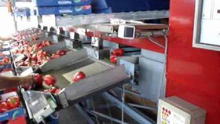 Groente paprika sorteermachine Aweta G 26 [upl. by Arabrab]