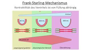 Herzinsuffizienz  Pathophysiologie und Pharmakologie [upl. by Avruch]