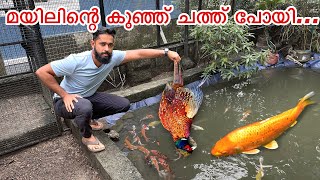 അറിയാതെ വെള്ളത്തിൽ വീണതാ  Bought New Birds [upl. by Aratihc682]