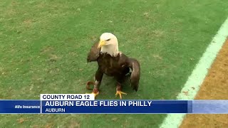 Auburn bald eagle flies at Philadelphia Eagles game [upl. by Odranreb]