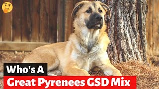 Should you get A German Shepherd Great Pyrenees MixBreed Shepnees [upl. by Rosol766]