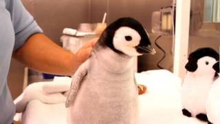 A monthold 2pound emperor penguin gets feeding [upl. by Bonnie]