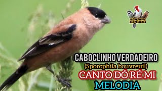 Caboclinho verdadeiro MELODIA canto DÓ RÉ MI pra ensinar filhotes [upl. by Denton]