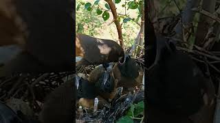 Rufous treepie bird babies P 4 shorts [upl. by Aicarg]