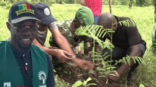 🔴Le premier ministre Ousmane Sonko à la patte doie aujourd’hui pour planter des arbres [upl. by Issiah]