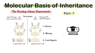 Hershey and Chase Experiment  Class12th  NEET  Biocules [upl. by Ernestus945]