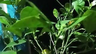 My garden Lime plant🌱🍋viral trending lime plantshorts [upl. by Pacheco]