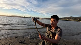 10000 Years Fossil Found Coastal Foraging for Gaper Clams How to Prep and Cook Clam [upl. by Far]