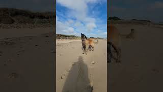 A LEONBERGER THAT LOVES TO TALK leonberger dog funny [upl. by Marlea]