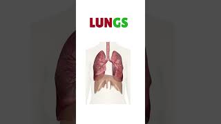 Body Organs And their Functions Human Body and Human Body Size Comparison  Educational Video [upl. by Awahsoj]