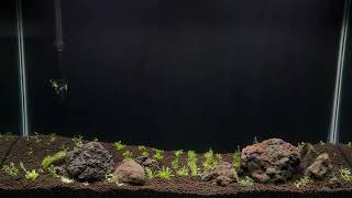 Next Planted Aquarium Projects [upl. by Rialcnis]