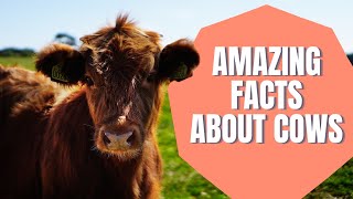 Cow Videos for Kids  Amazing facts about Cows  All about cows for Kids [upl. by Adina]