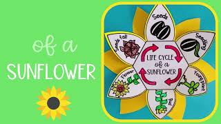 Life cycle of a sunflower plant activity for kids  free digital download [upl. by Lectra]