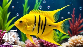 Aquarium 4K ULTRA HD  The Most Beautiful Fish In The World The Ultimate Underwater Escape [upl. by Argyle]