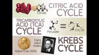 The Citric Acid Cycle The Reactions [upl. by Otecina]