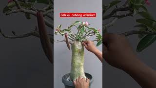 long caudex style adeniumbonsai 081915543443 bonsai [upl. by Chappie780]