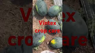 Vintex crop care [upl. by Korrie335]