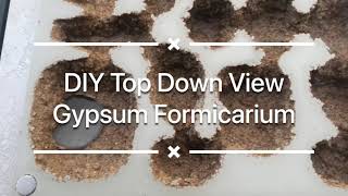 DIY Top Down View Ant Nest Gypsum Formicarium [upl. by Atiram]