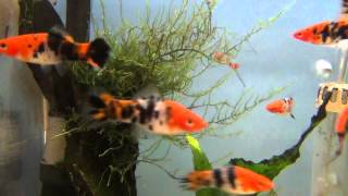 Sanke  Sanshoku Swordtails for sale at Tyne Valley Aquatics [upl. by Ainar531]