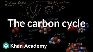 The carbon cycle  Energy and matter in biological systems  High school biology  Khan Academy [upl. by Seta]