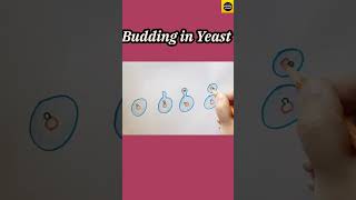 quotBudding in Yeast quot  Reproduction  Class 8  TheDrawingAcumen [upl. by Kenay]