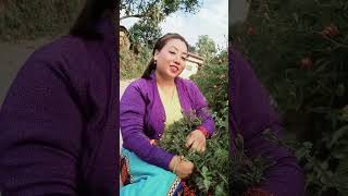 Jodi suga narisauna nabola jharkera trending nepalisongs nanuthapa002 [upl. by Wilfrid757]