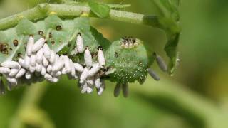 Tobacco Hornworm Parasitoids Emerge from their cocoons [upl. by Aidne]