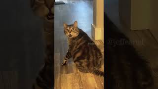 The end cat mycatchannel funny petschannel yourcat pets catchannel yourpet funnycats [upl. by Eleahcim]