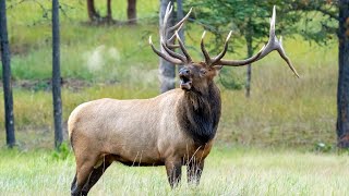 60 Elk Bugles and Chuckles during the Rut [upl. by Urial]