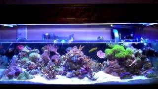 Feeding my reef tank 20 gallon long tank [upl. by Cordelia300]