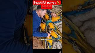 Bird of paradise care tips  BEAUTIFUL parrot 🦜♥️♥️ shortvideo parrot birds pets [upl. by Atteroc310]