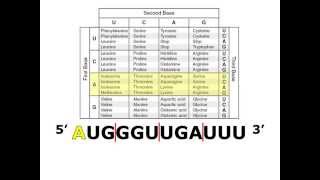 Translating mRNA with a Codon Chart [upl. by Lessard]