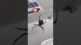 Black widow spider in Toms River NJ [upl. by Lacee]