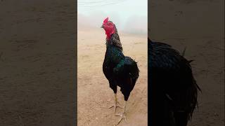 Rooster with Hens [upl. by Andriana]