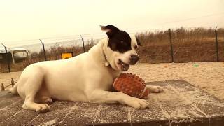 Dogs Trust West Calder  Tia [upl. by Idnam]