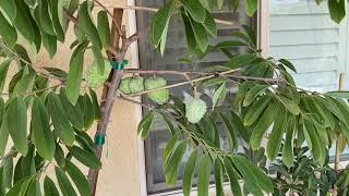 Potted Atemoya Fruit Tree In SoCal [upl. by Natsrik]